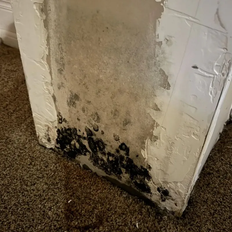 Professional Mold Removal in Barrington, IL